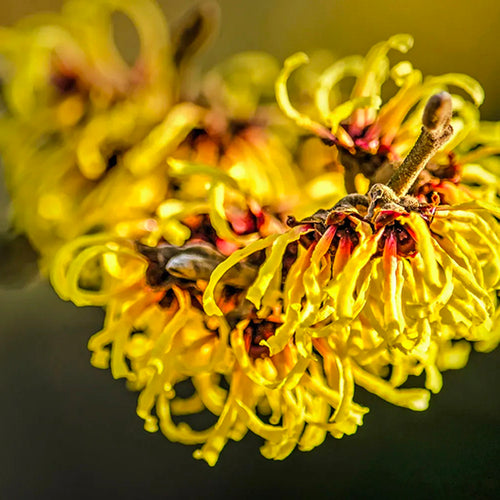 Hamamelis